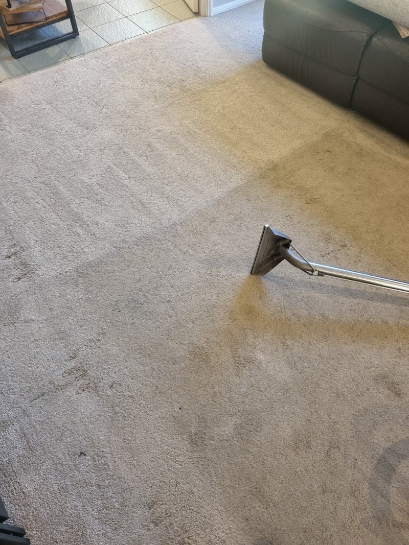 Xpress Carpet Cleaning & Pest Management carpet cleaning work in Augustine Heights