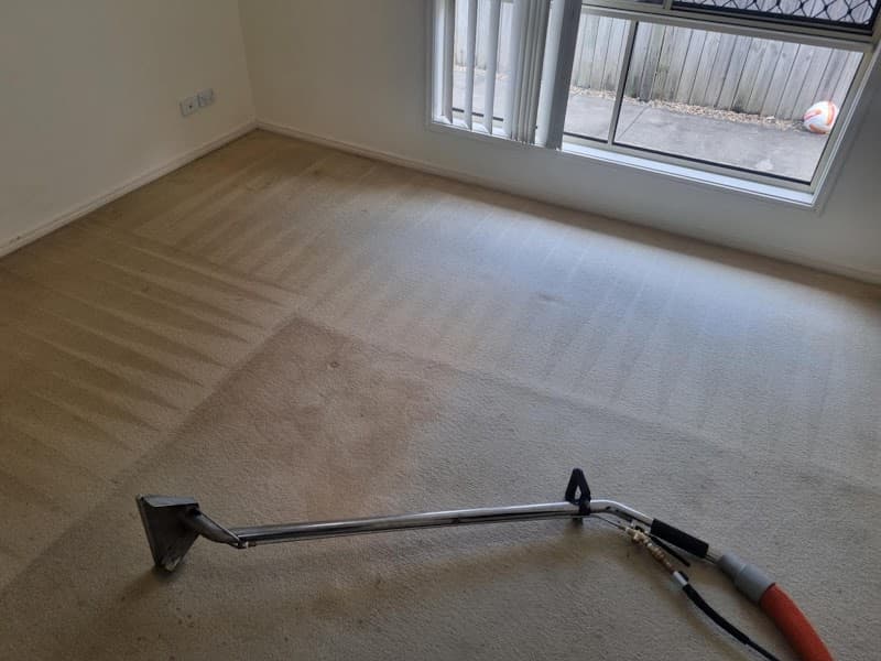 Xpress Carpet Cleaning & Pest Management carpet cleaning work in Augustine Heights