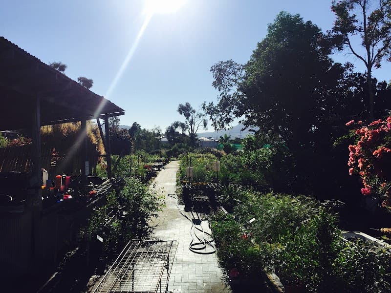 Yarrandoo Nursery gardening work in Park Avenue