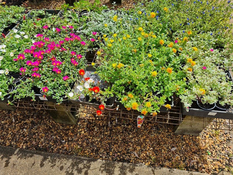 Yarrandoo Nursery gardening work in Park Avenue
