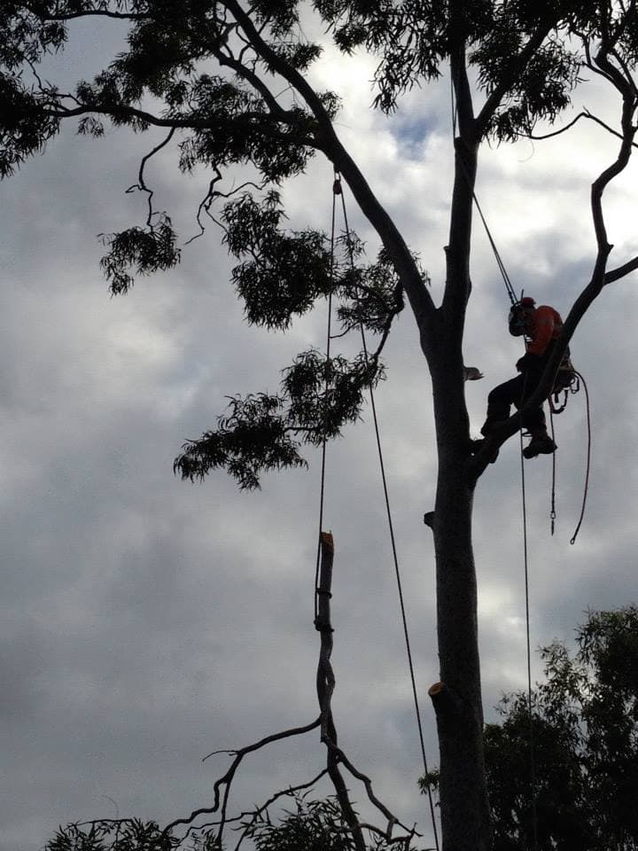 Yeppoon Tree Services tree services work in Zilzie