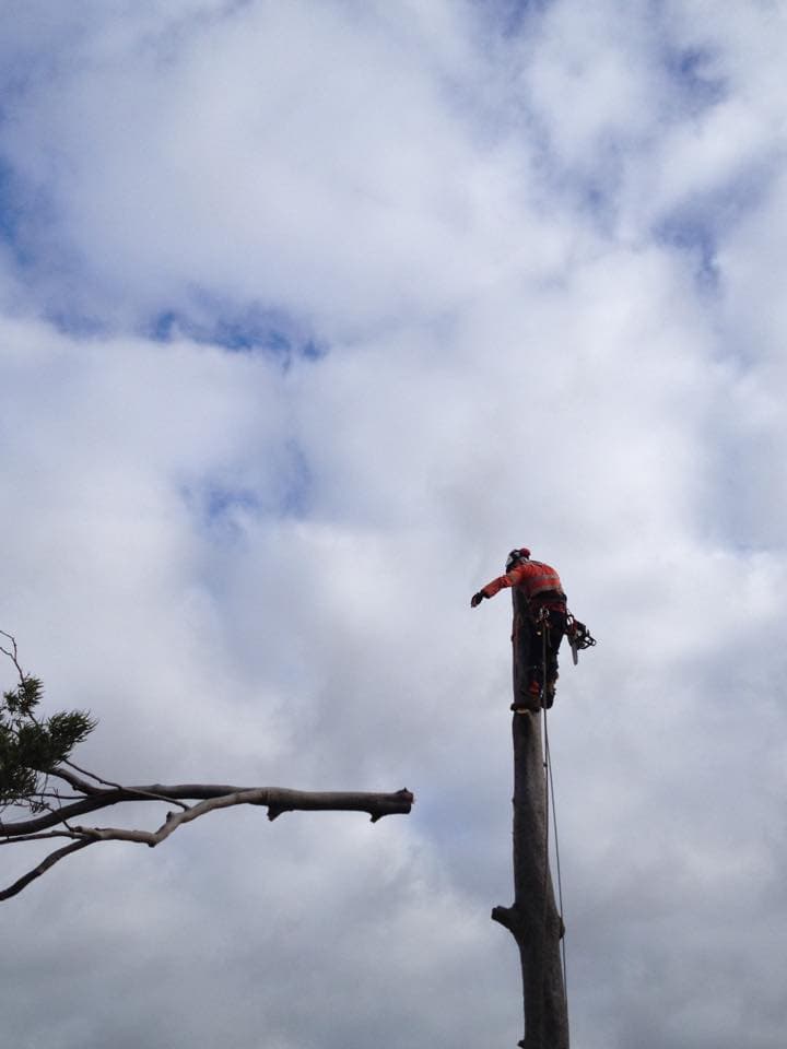 Yeppoon Tree Services tree services work in Zilzie