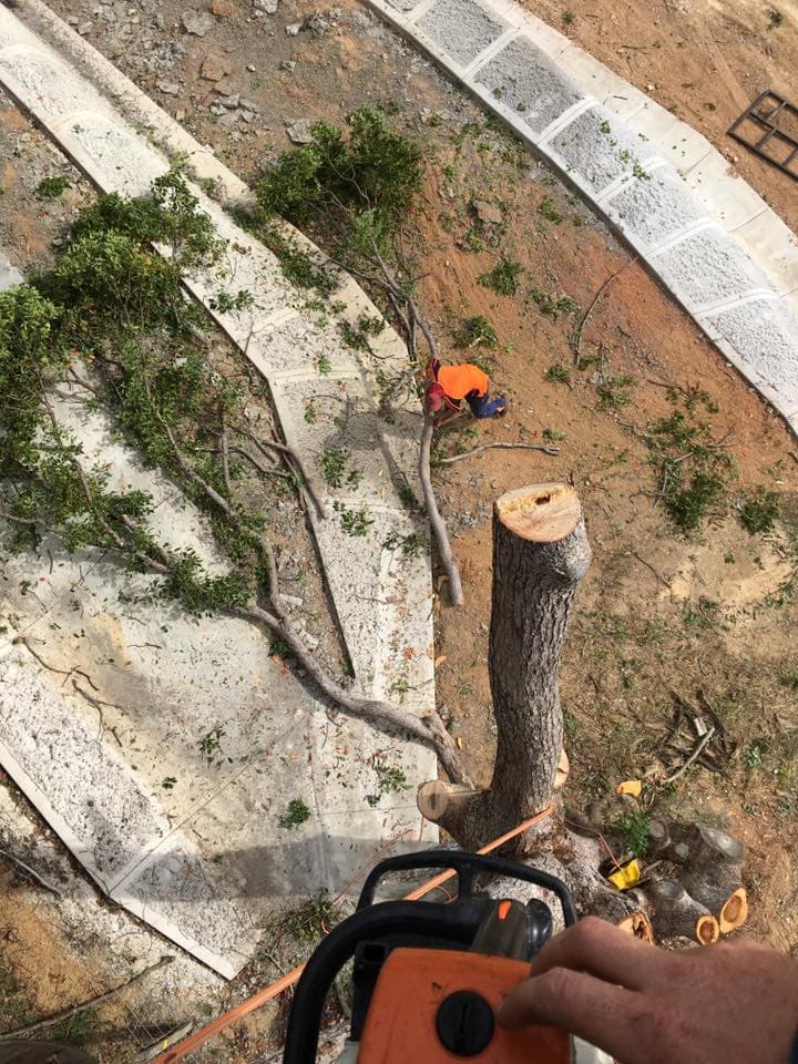 Yeppoon Tree Services tree services work in Zilzie