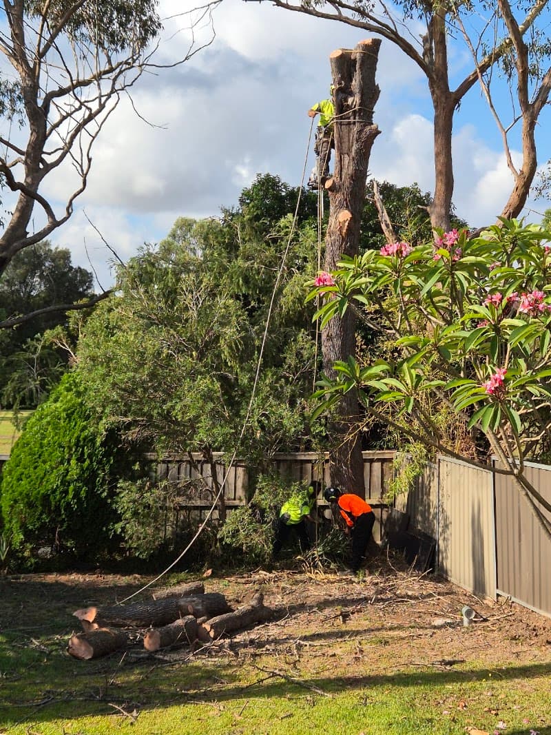 Your Local Arborist (YLA) tree services work in Regents Park