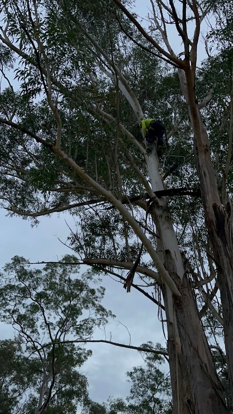Your Local Arborist (YLA) tree services work in Regents Park