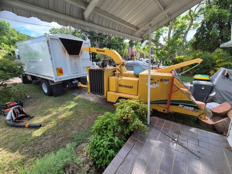 Your Local Arborist (YLA) tree services work in Regents Park