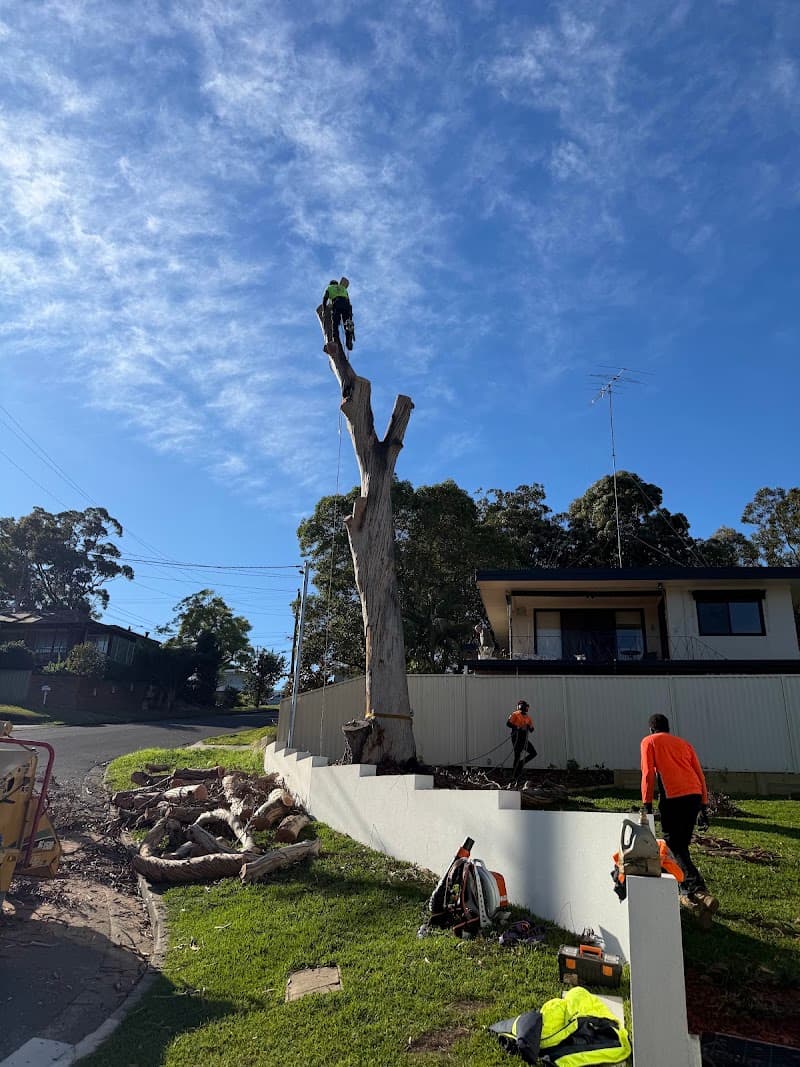 Your Local Arborist (YLA) tree services work in Regents Park