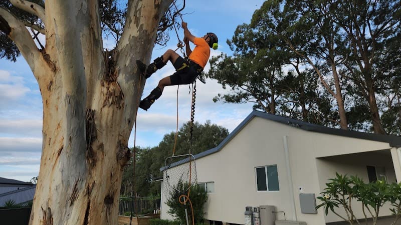 Your Local Arborist (YLA) tree services work in Regents Park