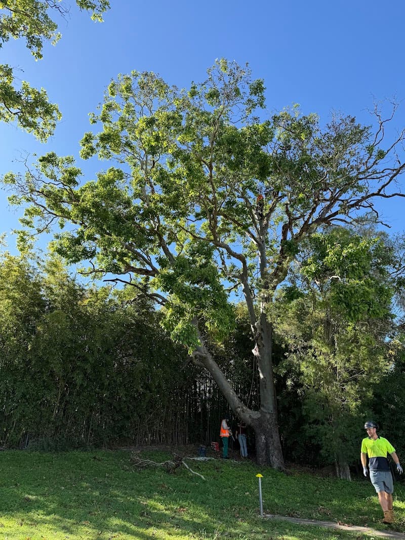 Your local tree lopper tree services work in Karana Downs