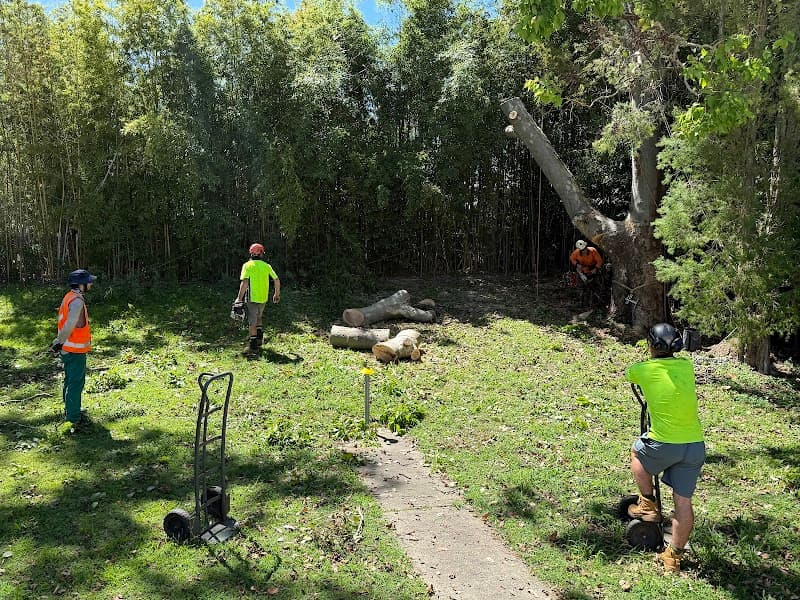 Your local tree lopper tree services work in Karana Downs