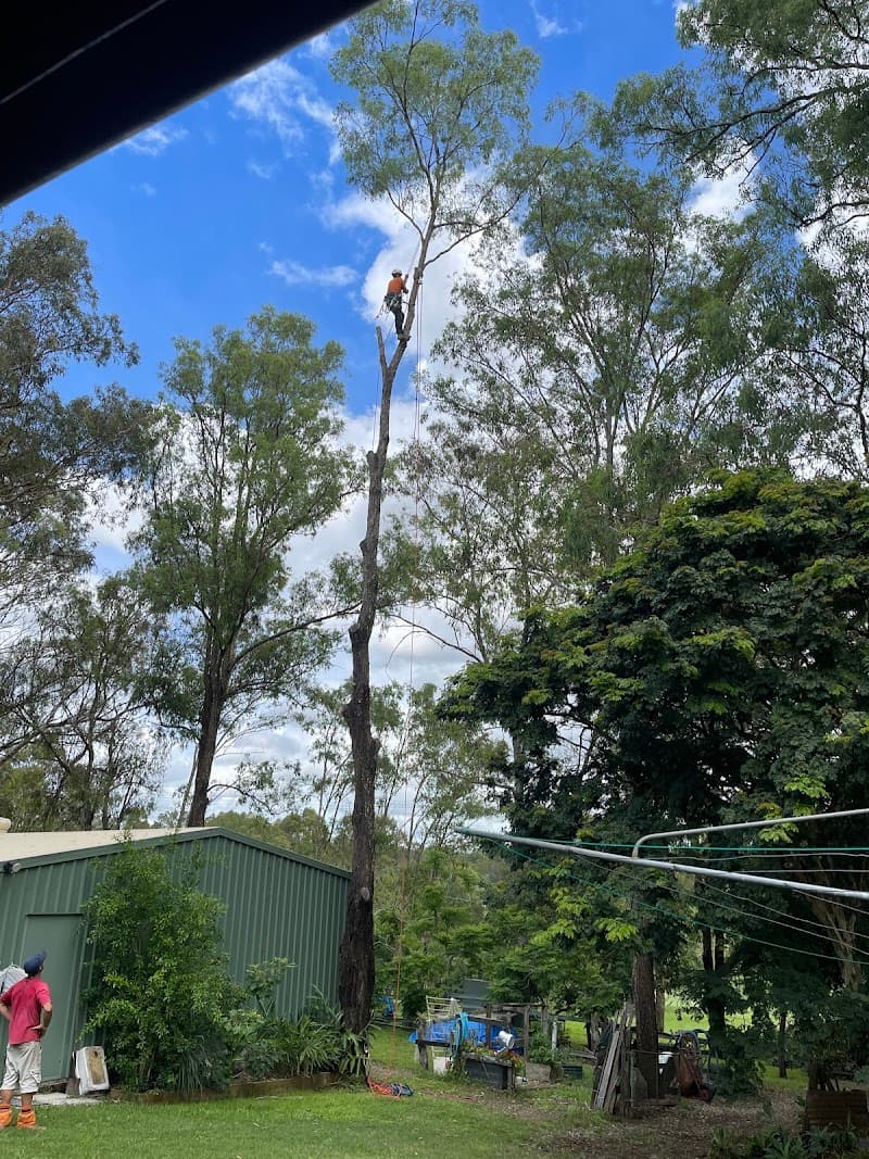 Your local tree lopper tree services work in Karana Downs