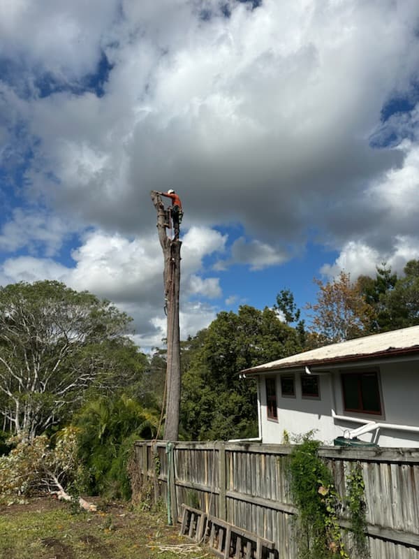 Your local tree lopper tree services work in Karana Downs