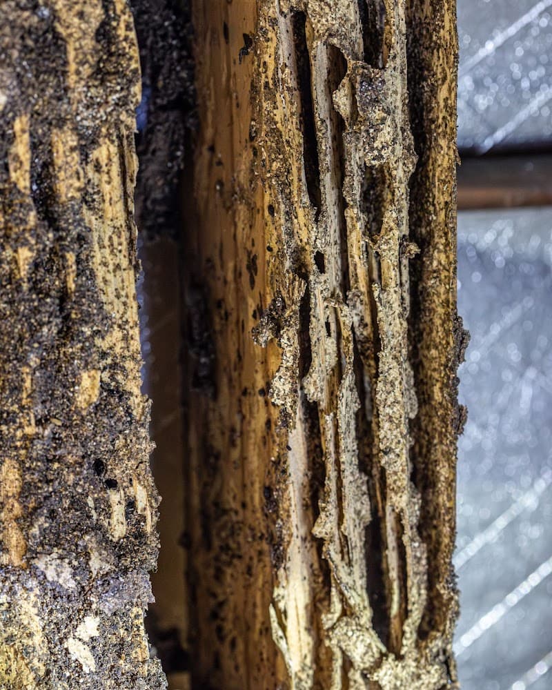 Zapem Pest Management Gold Coast pest control work in Robina