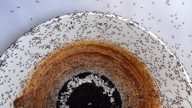 Zen pest control work in Glenroy