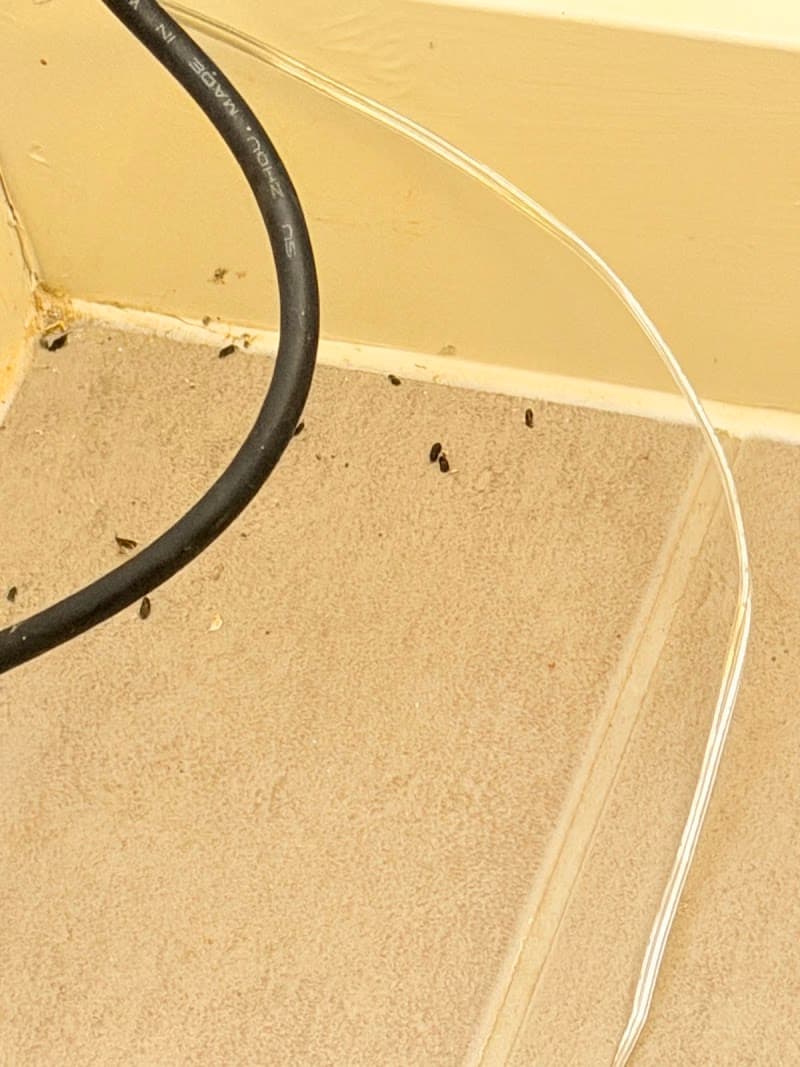 Zen pest control work in Glenroy