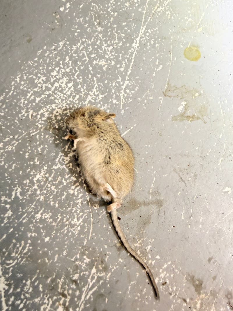Zen pest control work in Glenroy