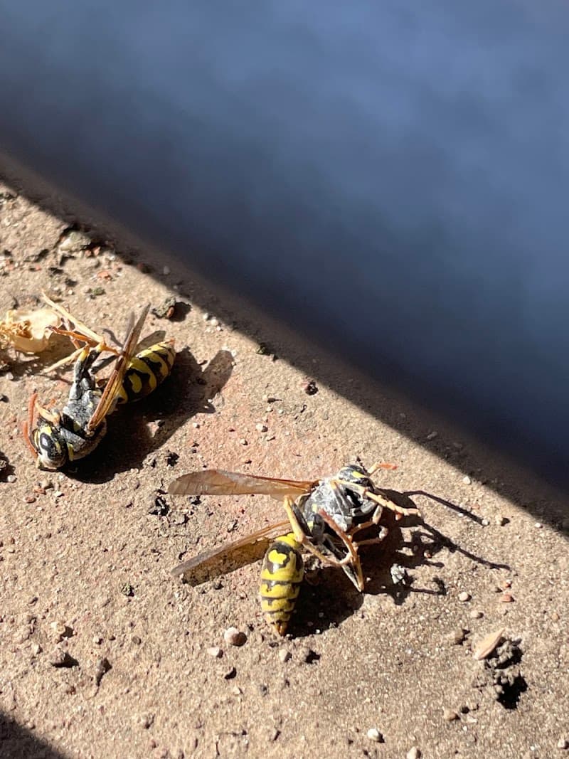 Zen pest control work in Glenroy