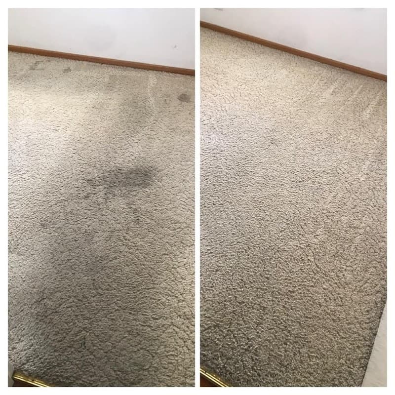 Zig Zag Carpet Cleaning Adelaide carpet cleaning work in Modbury North